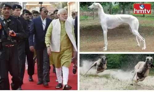 Desi Dog Breed Included in PM Modis Security Desi Dog Breed Included in PM Modis Security