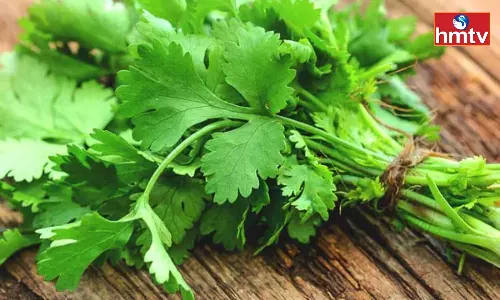 5 Wonderful Health Benefits of Coriander Leaves
