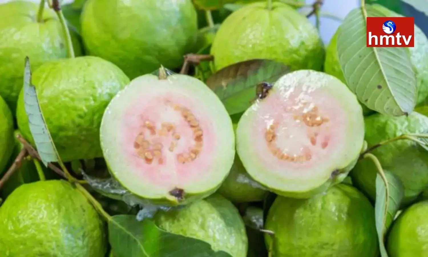 Eat Guava to Lose Weight Shocking Benefits