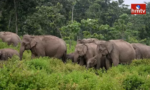 Elephant Poaching In Parvathipuram