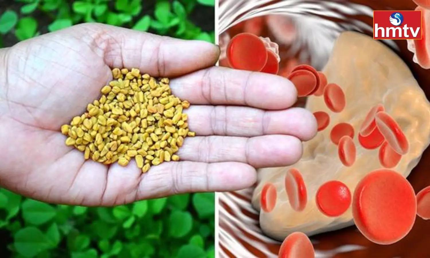 Eating Fenugreek Seeds Every day Reduces Bad Cholesterol and Reduces the Risk of Heart Attack