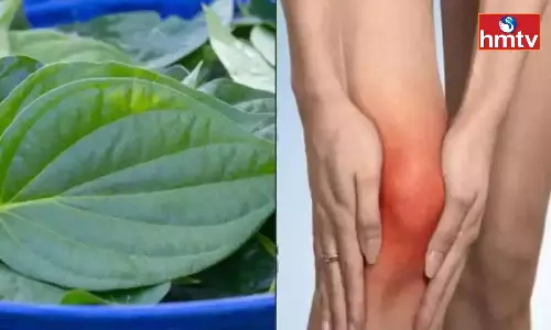 Betel Leaves not Only for Bad Breath but Also Control Uric Acid