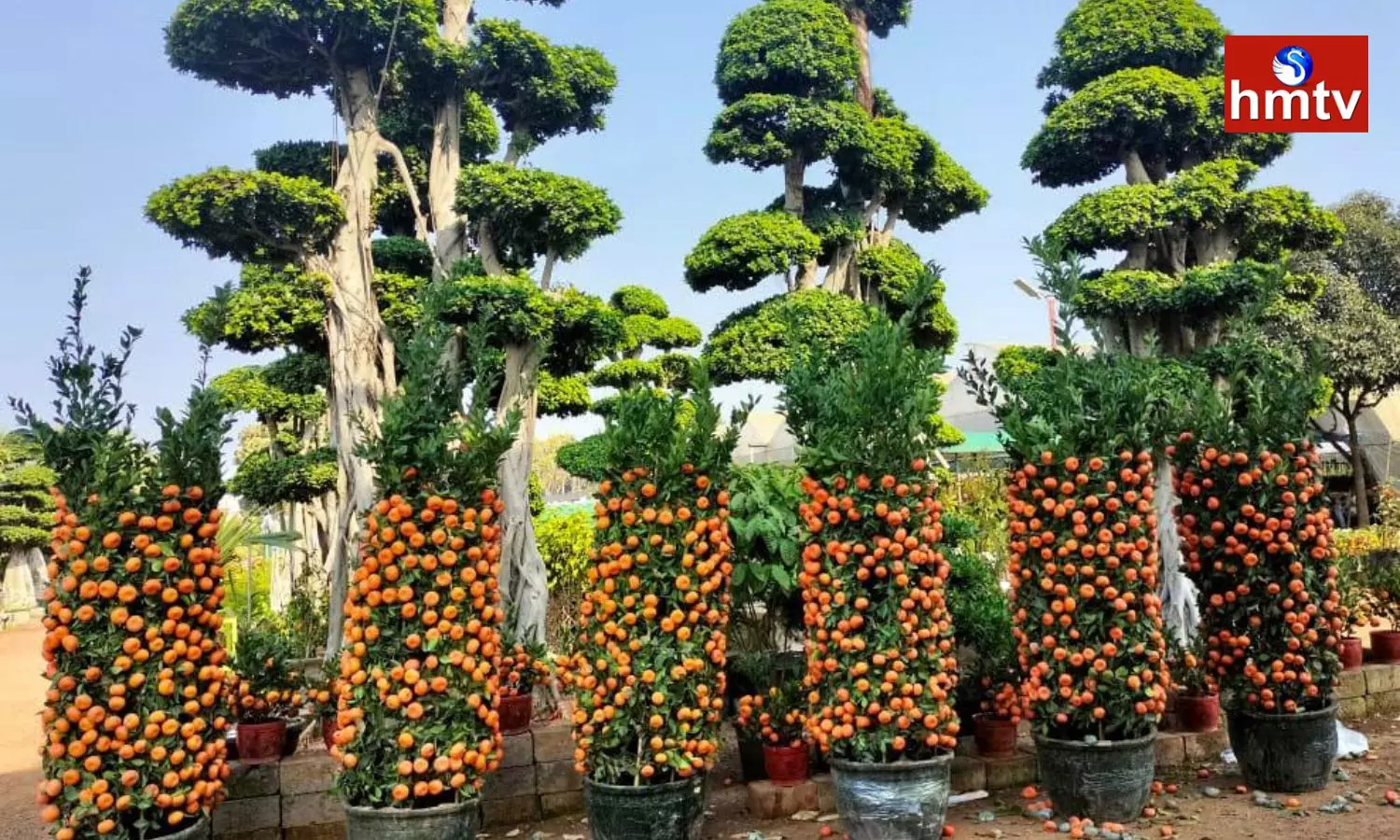 Orange Plants That Look Like Fruit Baskets