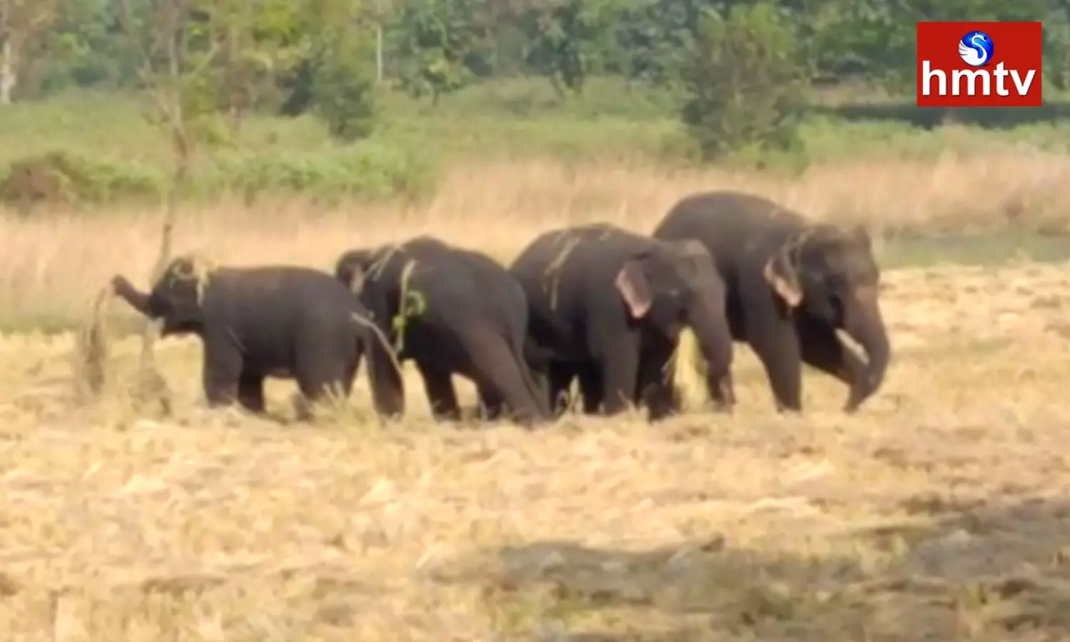 Elephant Panic In Parvathipuram Manyam