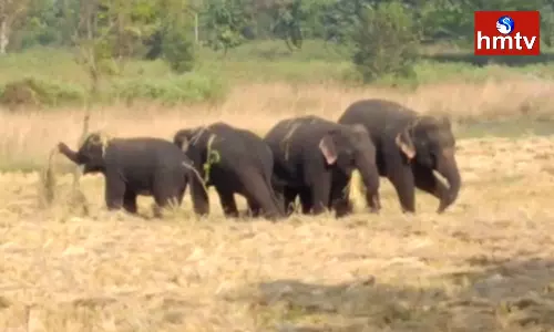 Elephant Panic In Parvathipuram Manyam
