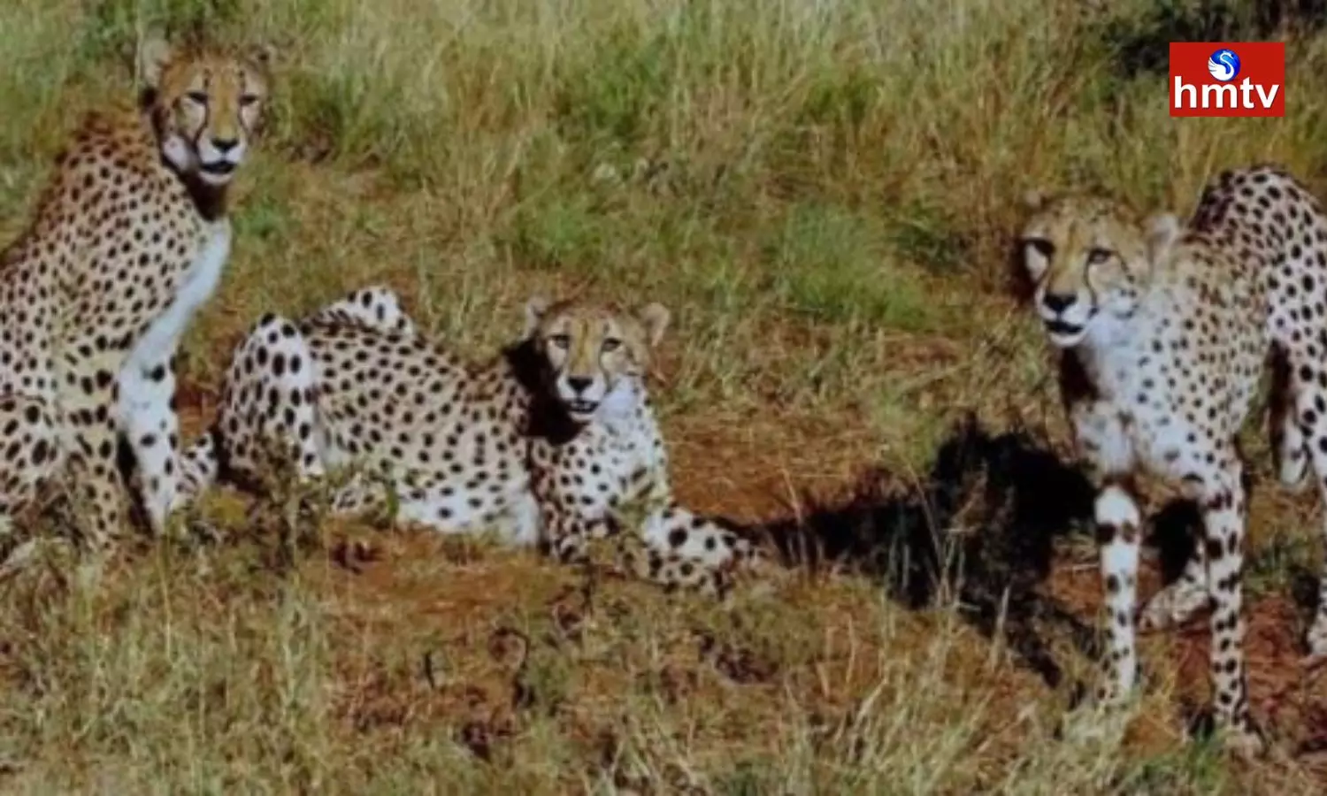 Another 12 Cheetahs Reached India From South Africa