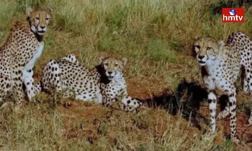 Another 12 Cheetahs Reached India From South Africa Another 12 Cheetahs Reached India From South Africa
