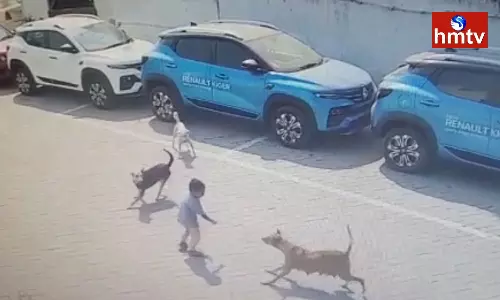 Stray Dogs Attack In Amberpet Hyderabad