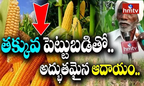 Zero Tillage Maize Cultivation Profits And Benefits