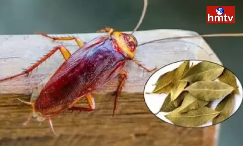 Very Dangerous With Cockroaches Drive Them out of the Kitchen With These Simple Methods Very Dangerous With Cockroaches Drive Them out of the Kitchen With These Simple Methods