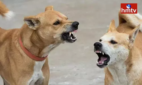 Stray Dogs Attack a Boy in Hyderguda
