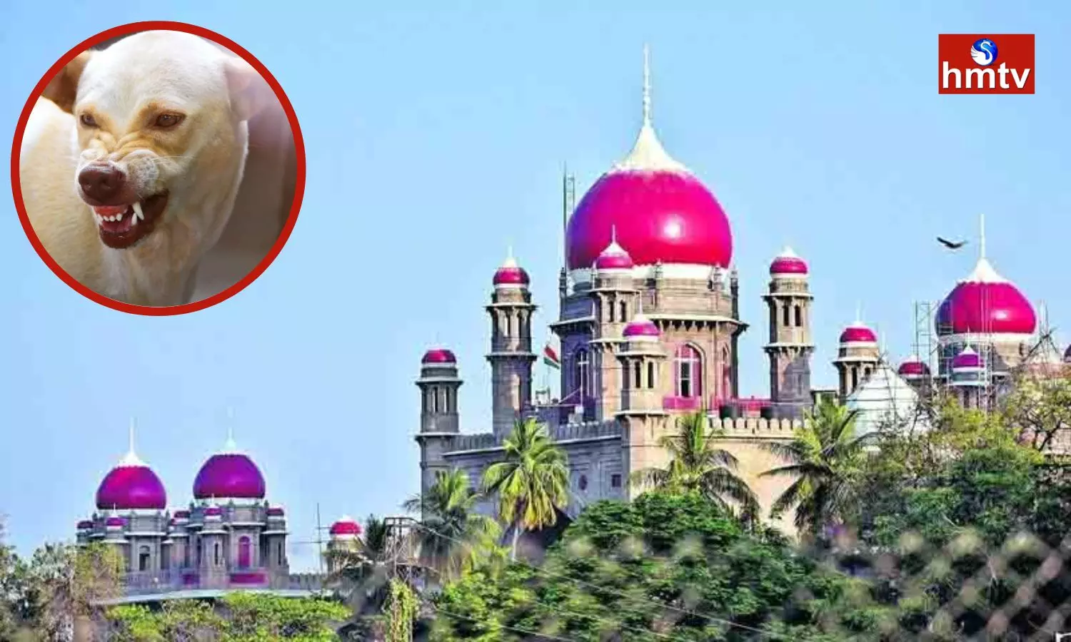 Hearing In The High Court On Stray Dogs Attacks