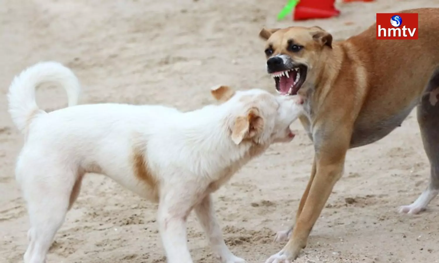 Stray Dogs Attack In Bonakal Khammam District