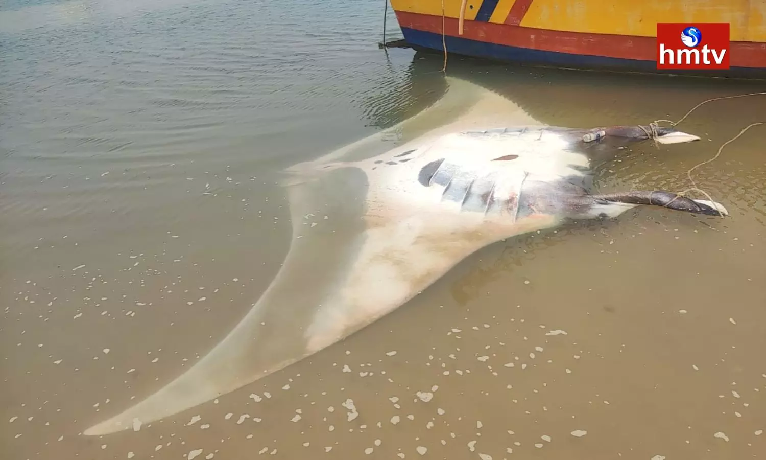 Huge Fish Caught By Fishermen In Anakapalle