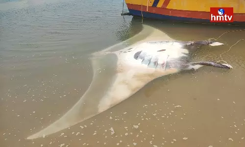 Huge Fish Caught By Fishermen In Anakapalle