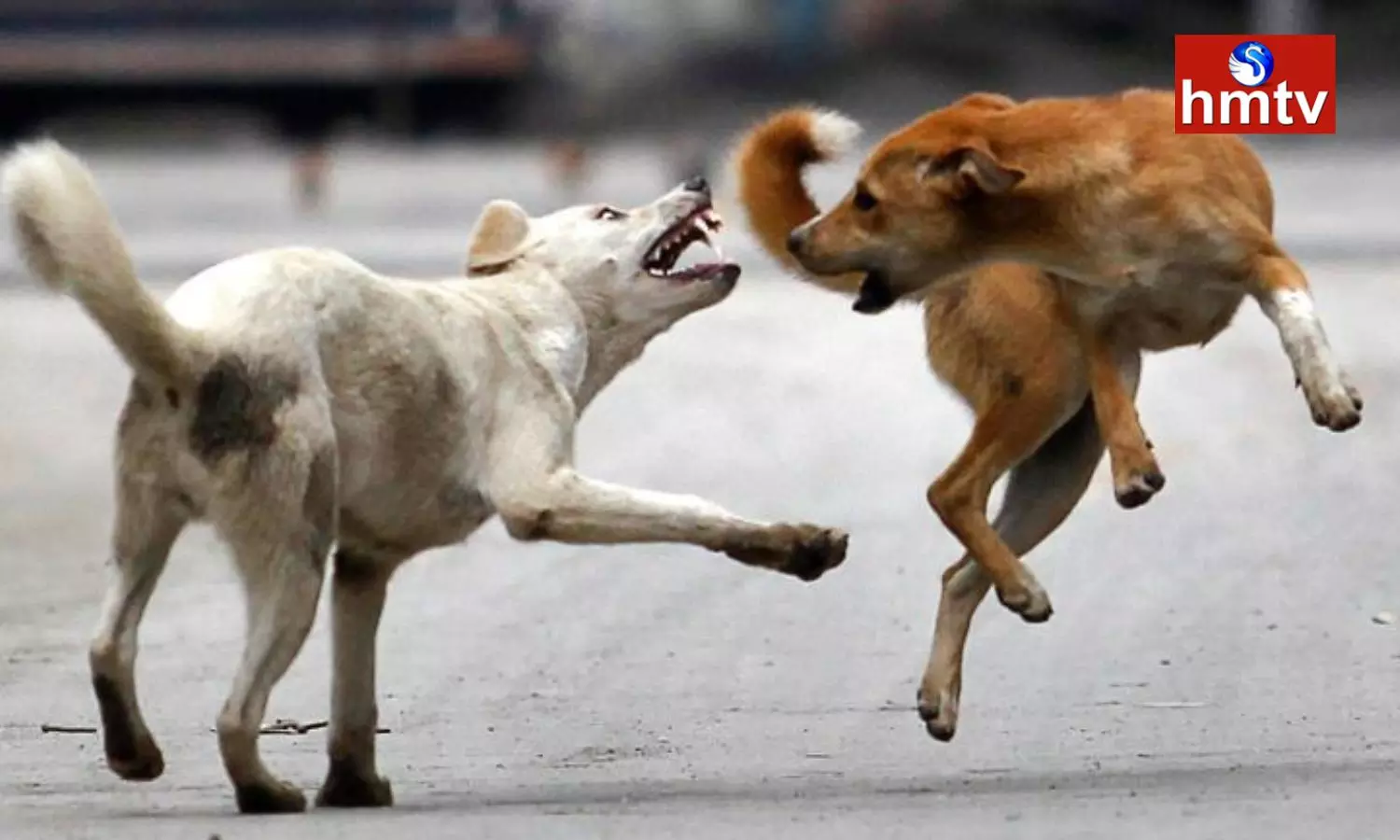 Stray Dog Attacks In GHMC