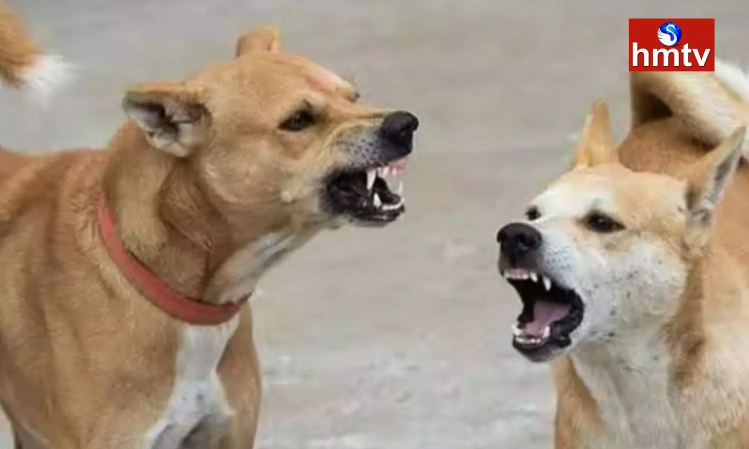 Stray Dogs Attack In Vijayawada