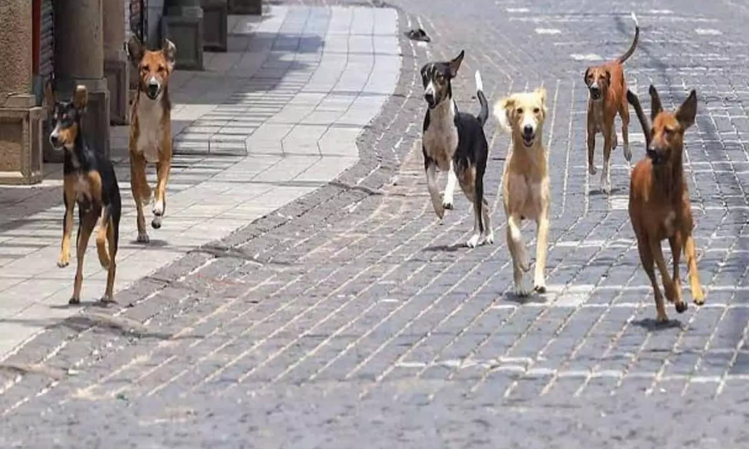Stray Dogs Attacks Are Increasing In Two Telugu States