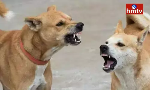 Stray Dogs Attack In Vijayawada
