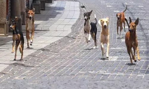Stray Dogs Attacks Are Increasing In Two Telugu States