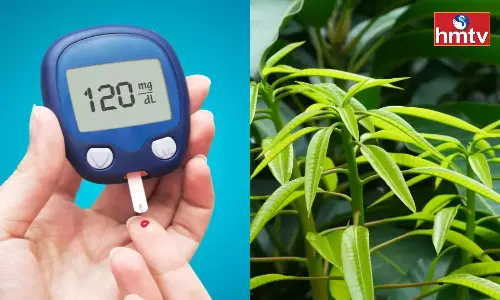 Amazing Properties of Mango Leaves Divine Medicine for Sugar Patients