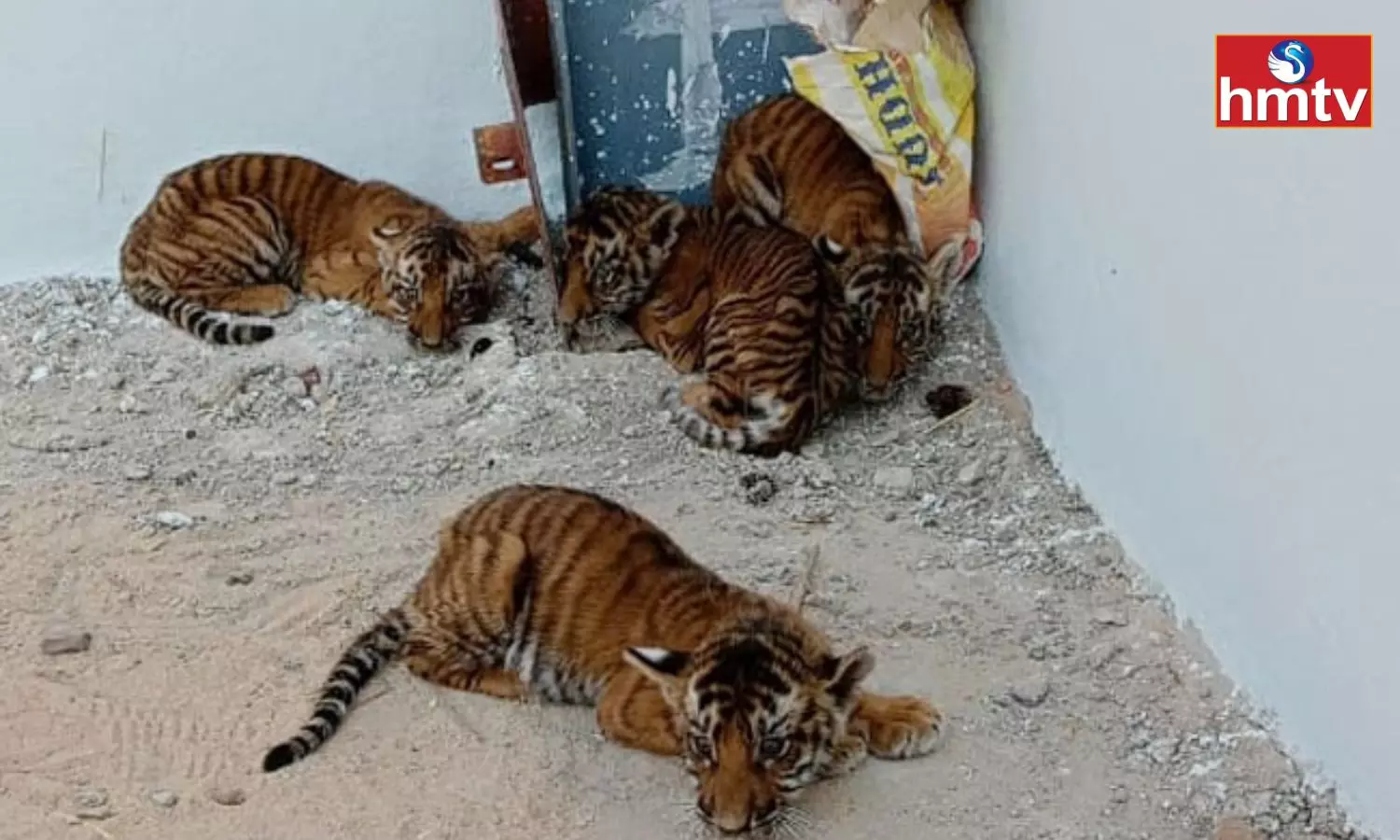 Tiger Roar Creates Panic at Atmakur in Nandyal