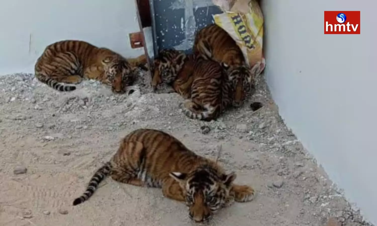 Tiger That Could Not Be Found Nandyala