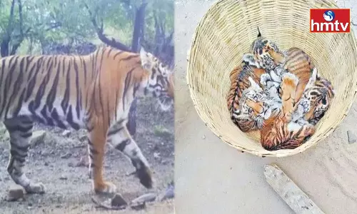 Operation Tiger Started In Nallamala Forest