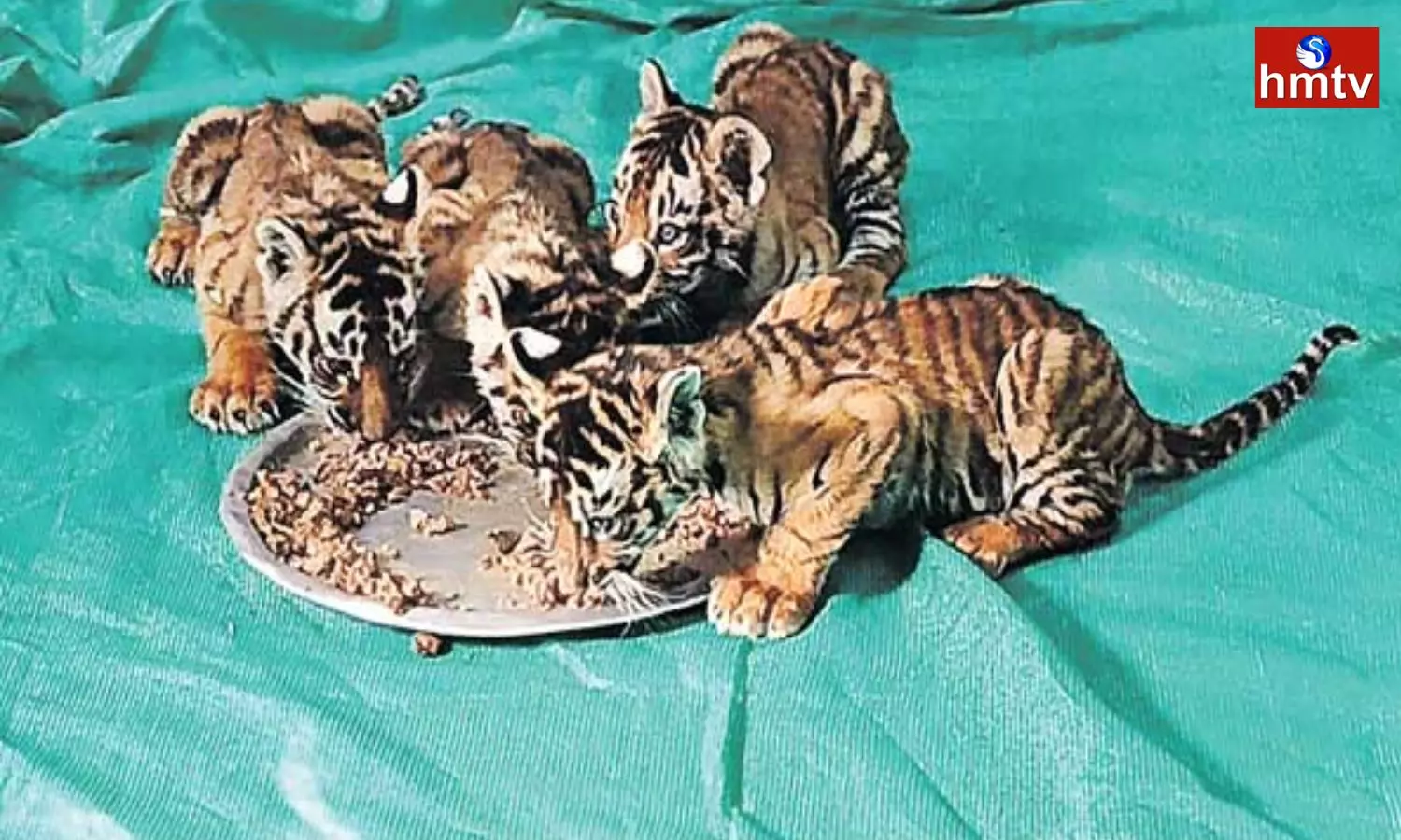 Search for Mother Tiger in Nandyala District