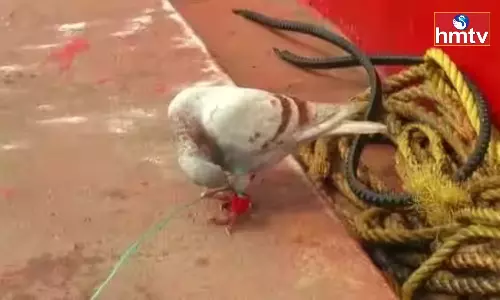 Suspected ‘spy’ pigeon with fitted devices on leg caught in Odisha