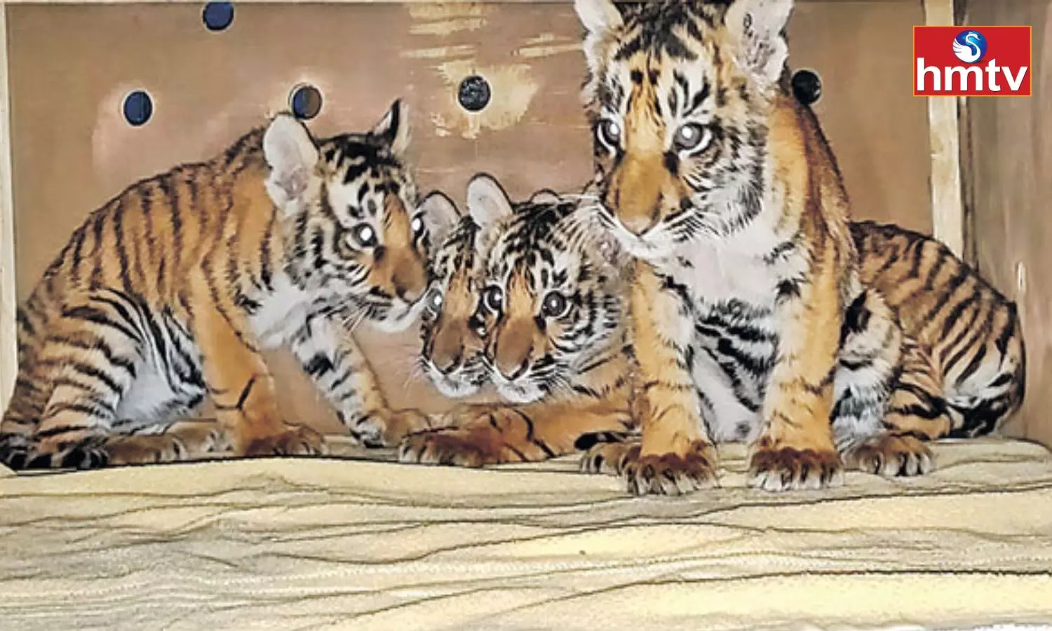 Tiger Cubs to Tirupati Zoo Park