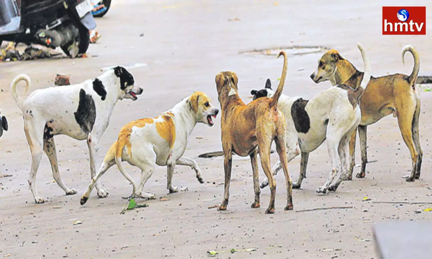Stray Dogs in Srikakulam District