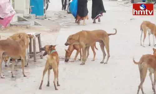 A Dog attacked People Walking on the Road