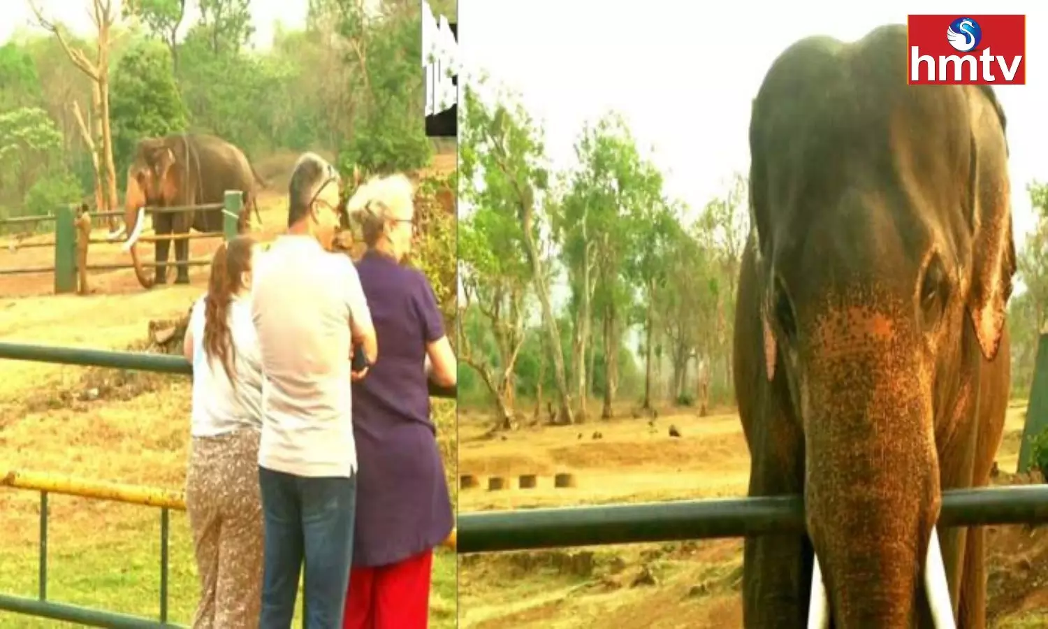 After The Elephant Whisperers Oscar win the Elephants Become Tourist Attraction