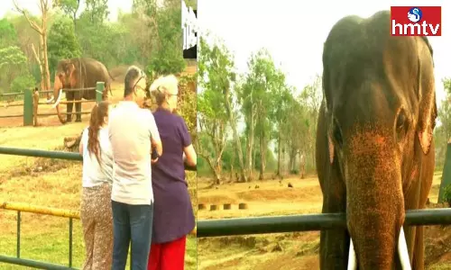 After The Elephant Whisperers Oscar win the Elephants Become Tourist Attraction