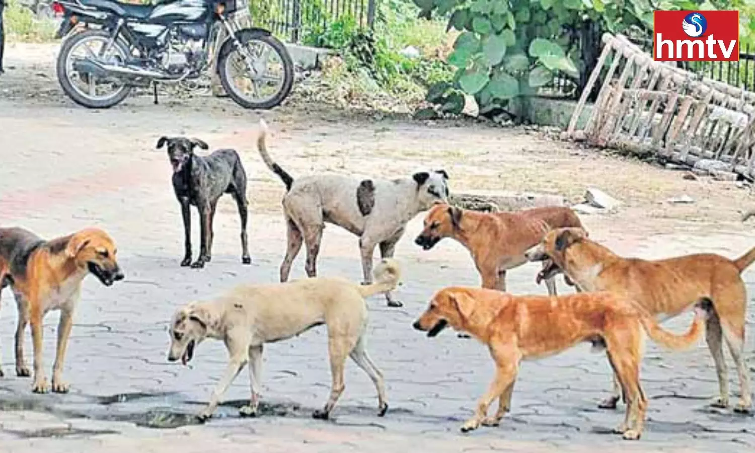 Dogs Attacked a Teacher in Annamayya District