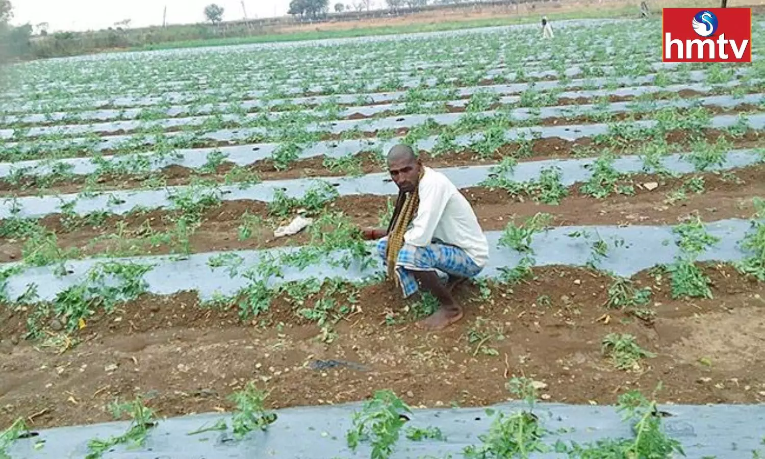 Rain Damage Crops in Gadwal District