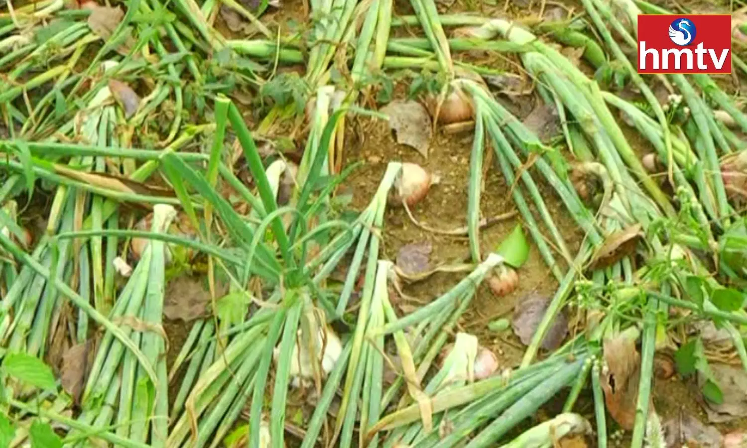 In Mahbubnagar District Onion Crops Were Damages Due To Torrential Rains For Two Days