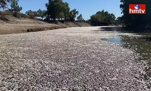 Millions Of Fishes Have Died In Australia