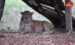 Cheetah Dies of Heart Attack at Hyderabad Nehru Zoological Park