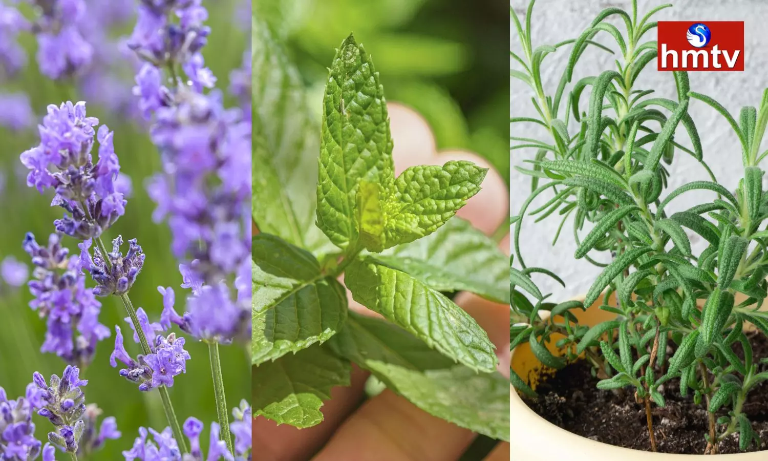 If There are Mosquitoes Around the House Plant These Plants Know That