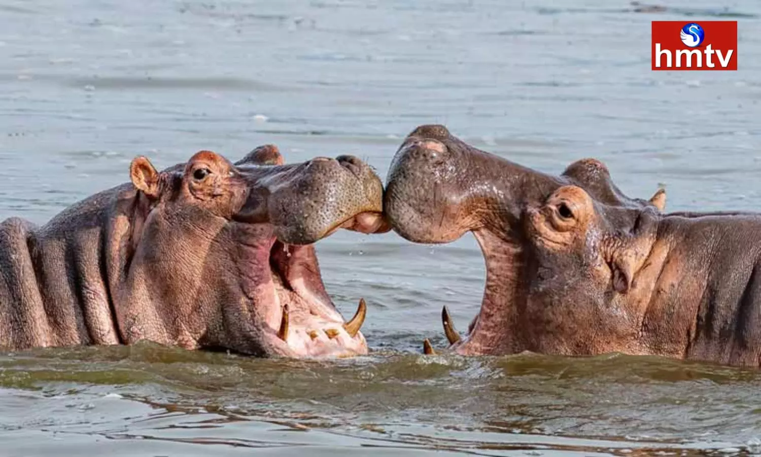 Colombia is Sending 60 of Pablo Escobars Cocaine Hippos to India