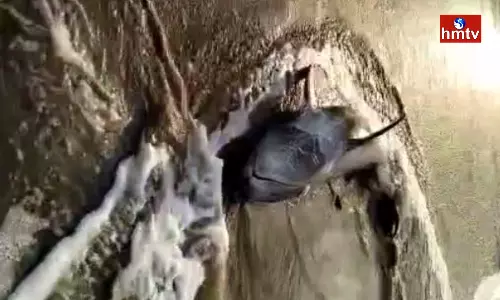 Found Dolphin In Ambedkar Konaseema District