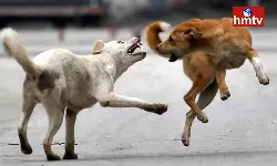 Stray Dogs Attack In Siddipet Collectorate Quarters