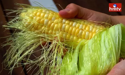 Are you Burning and Eating Corn Husks but you are Missing These Benefits
