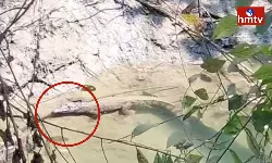 Farmers In Panic Due To Crocodile Disturbance In Agricultural Well