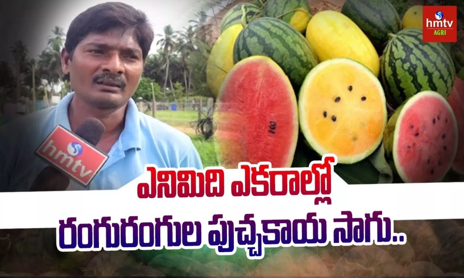 Cultivation of Three Types of Watermelon