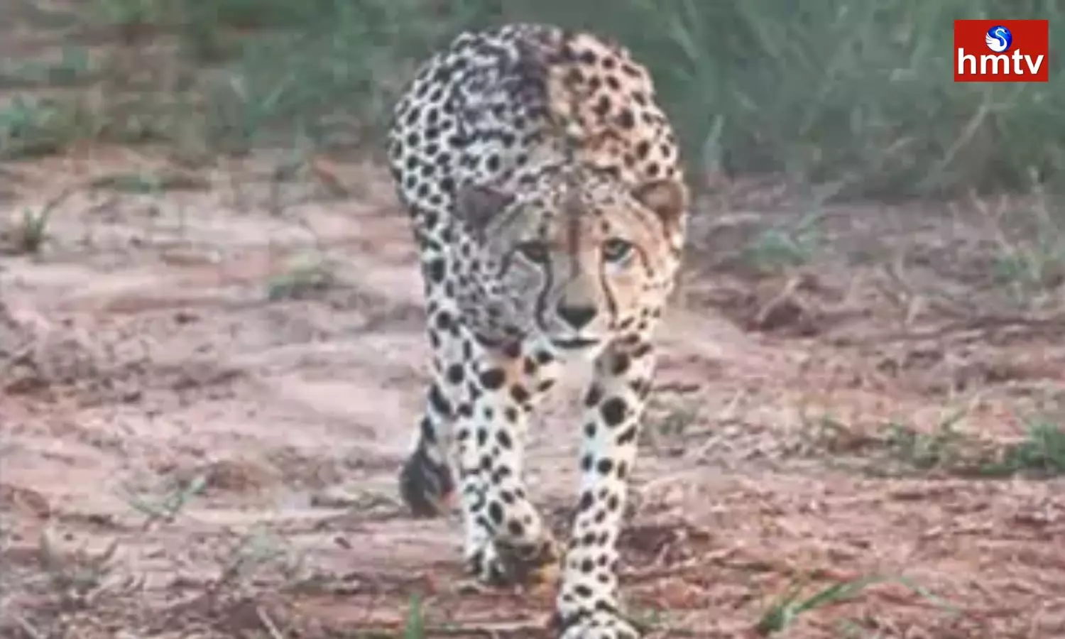 Another Cheetah Escaped From Madhya Pradesh Kuno National Park