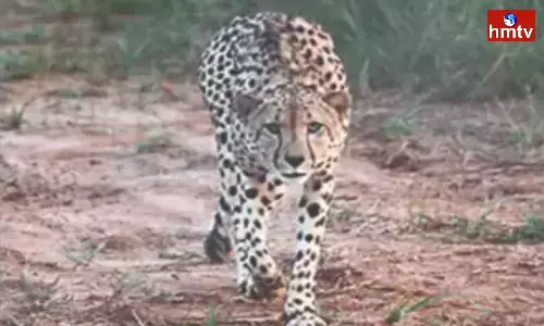 Another Cheetah Escaped From Madhya Pradesh Kuno National Park Another Cheetah Escaped From Madhya Pradesh Kuno National Park