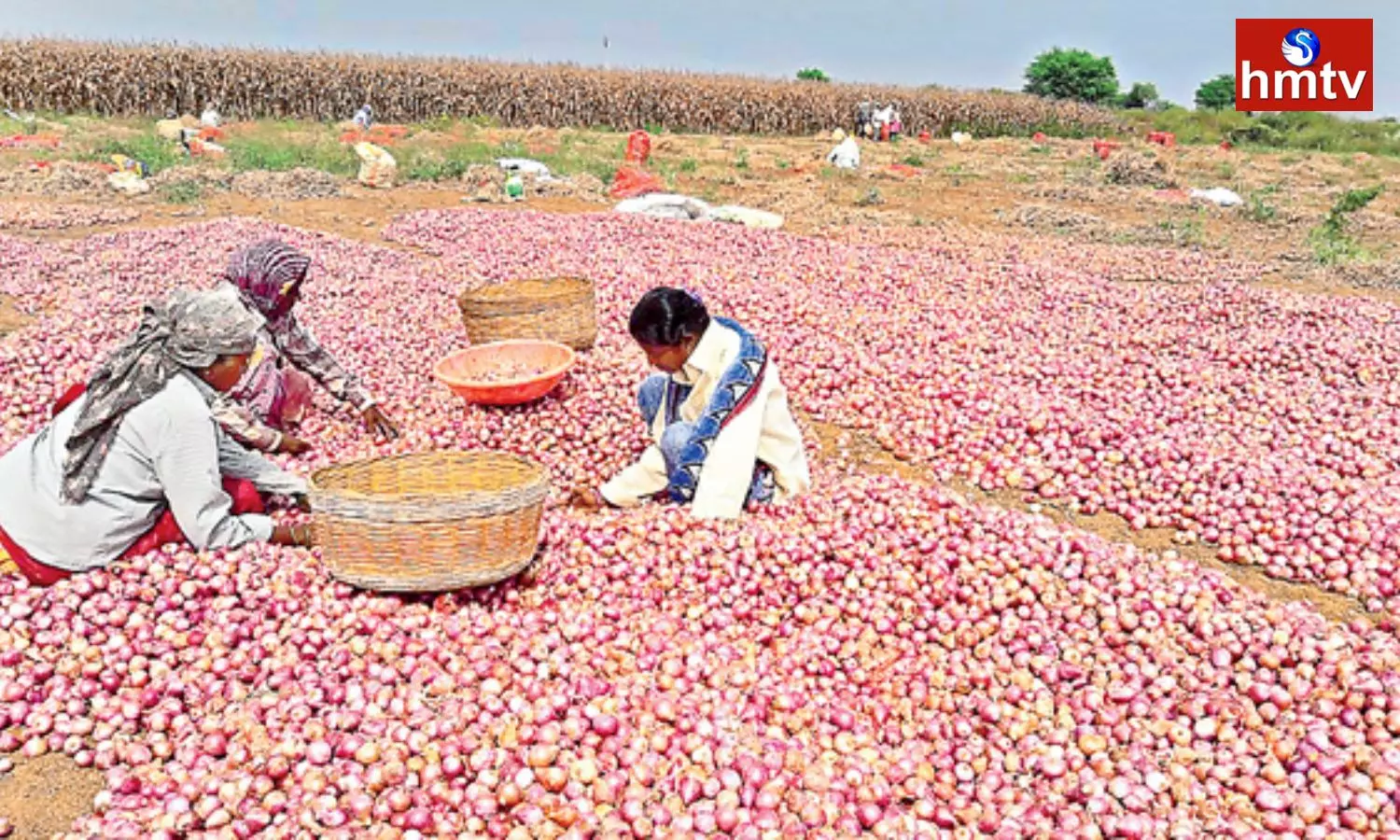 Onion Farmers Facing Problems in Mahbubnagar District